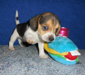 Pocket Beagle Puppy New Liter For Sale