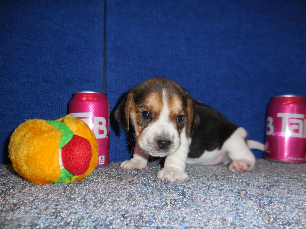 Pure Bred-Pocket-Beagle-Puppy-Pictures