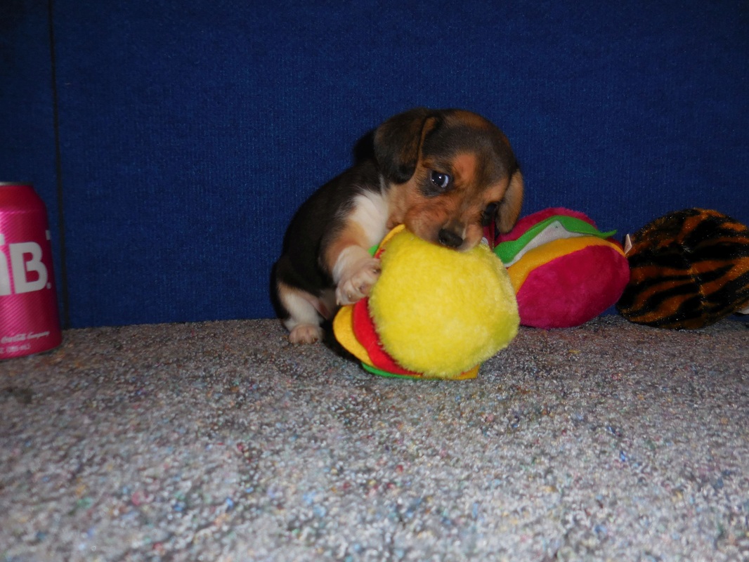 Miniature-Pure Bred-Beagle-Puppy-Pictures