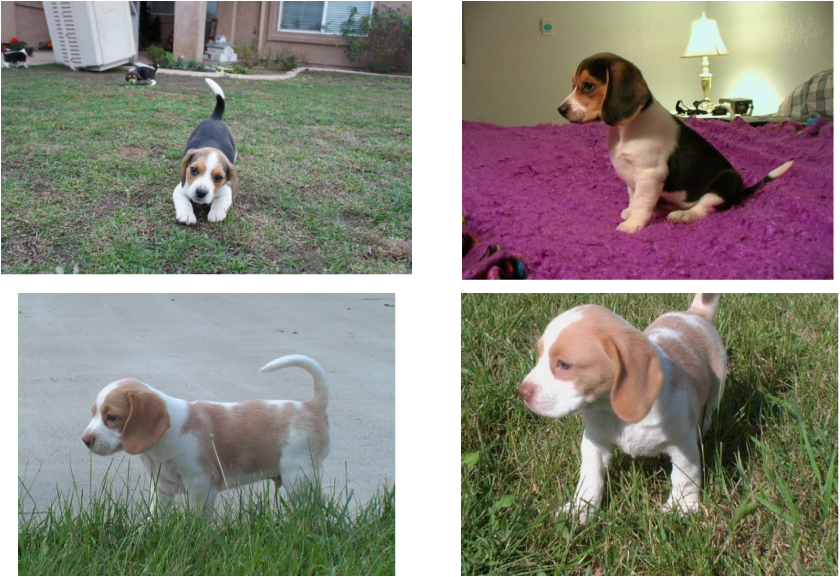 Very Cute Miniature Beagle Puppies Playing Bealges Puppy 