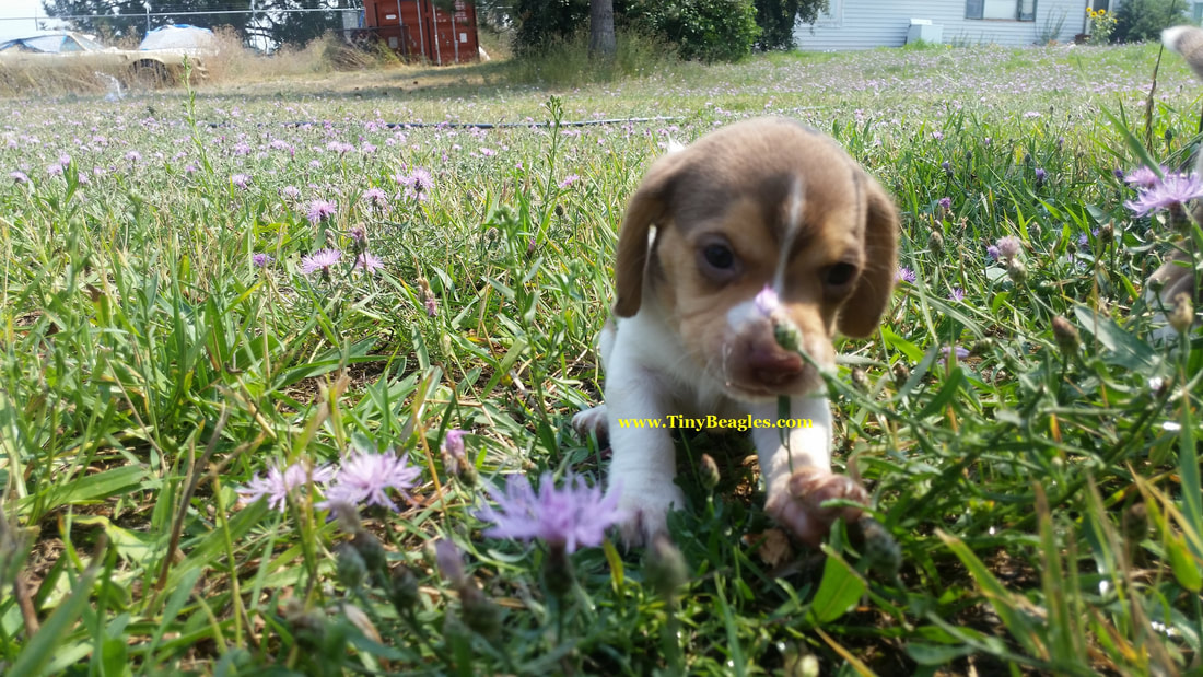 Tiny Pocket Beagle Puppy Picture