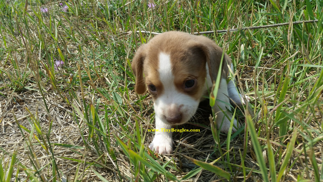 Mini Male Pocket Beagle Puppy Picture