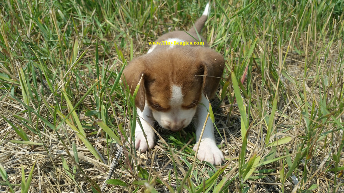Tiny Male Pocket Beagle Puppy Picture