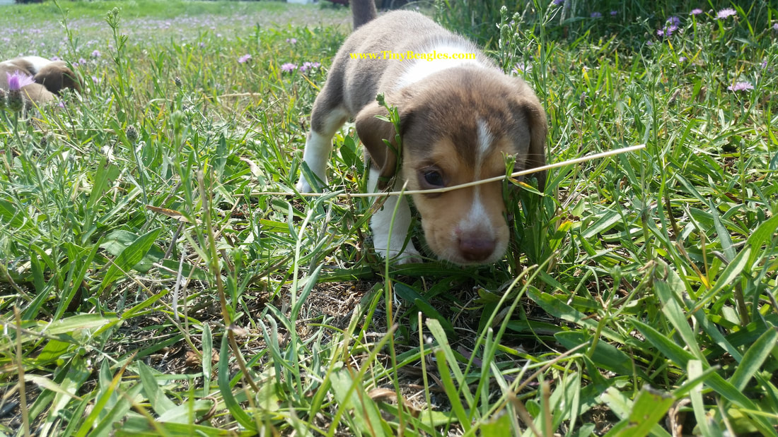 Mini Beagle Puppy Picture