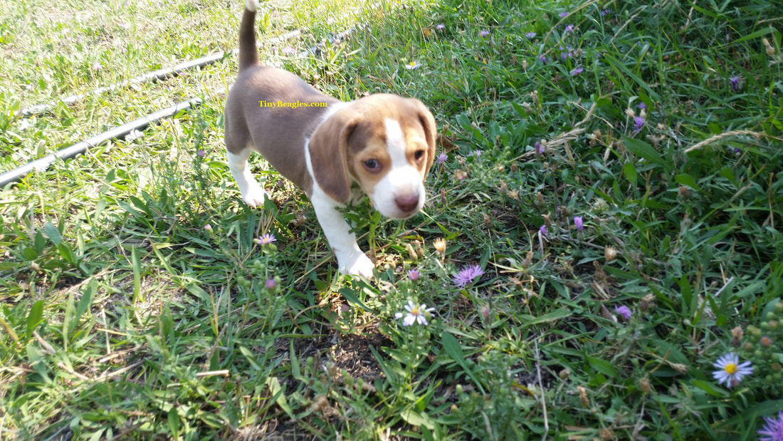 Tiny Pocket Beagle Puppy Picture