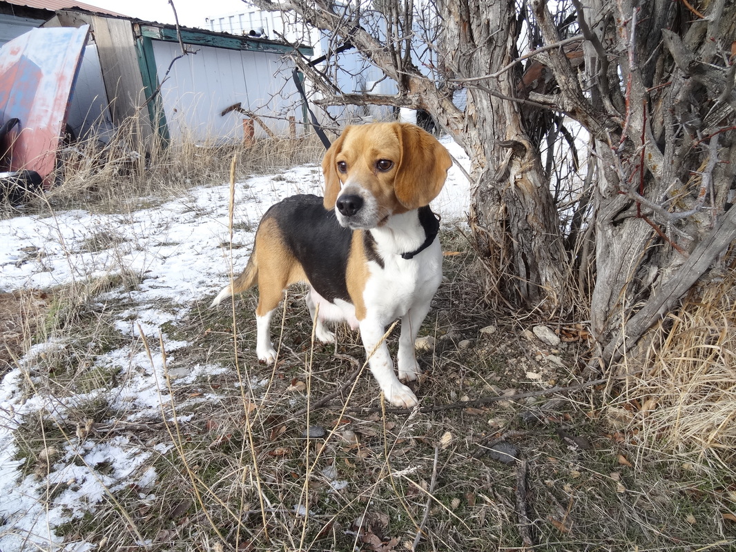 Tiny Beagles ~ Pocket Beagle ~ Mommy Pictures - Tiny ...