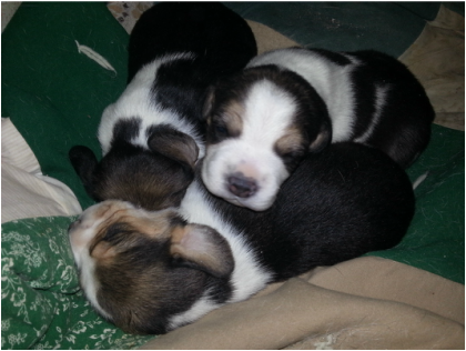 Mini-Pure Bred-Beagle-Puppy-Pictures 