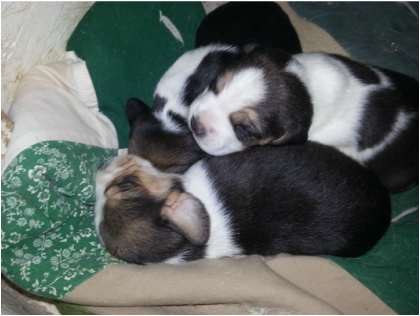 Pure-Bred-Beagles-Pocket-Puppies-Picture