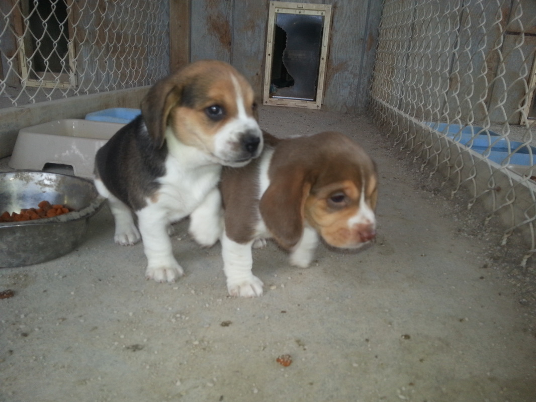 Mini-Pure Bred-Beagle-Puppy-Pictures