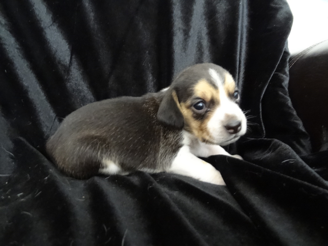 Mini-Beagles-Puppy-Pictures