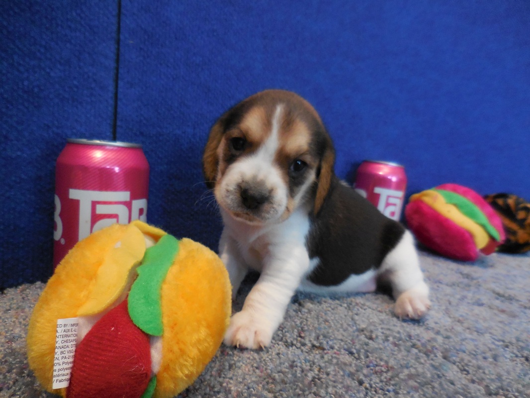 Mini-Pocket-Beagle-Picture