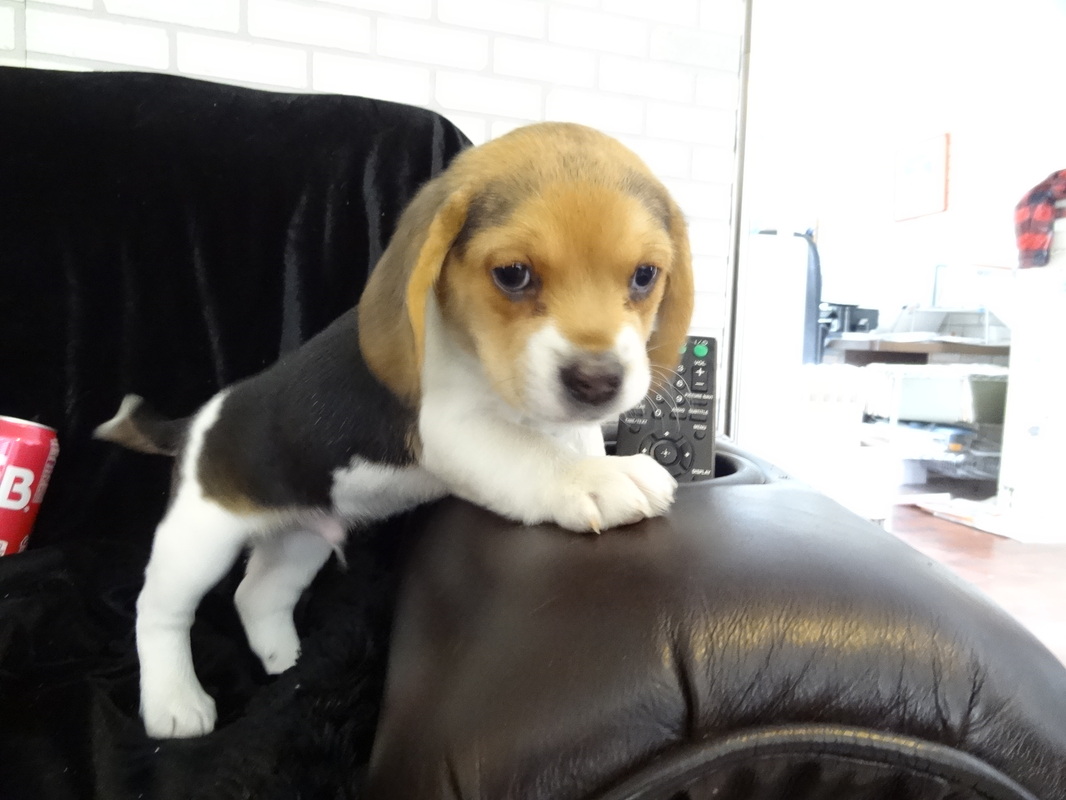 Pocket-Beagle-Puppy-Picture