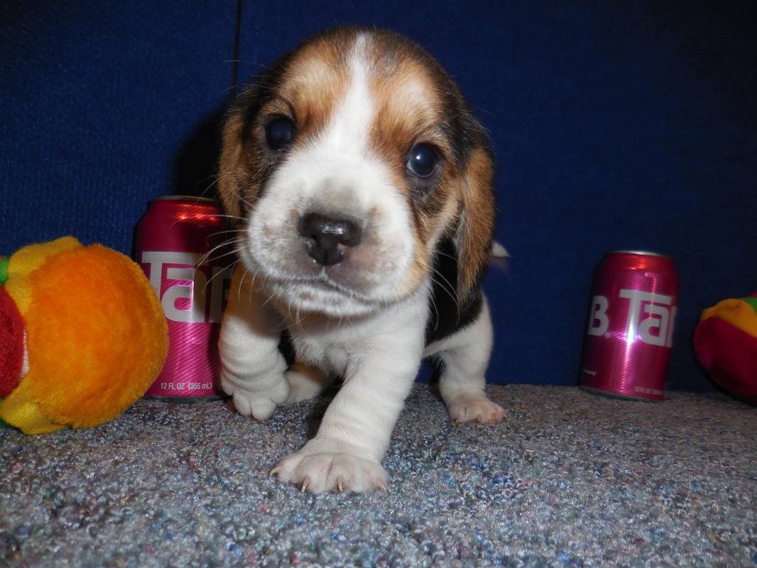 AKC Queen Elizabeth Pocket Beagle Puppies Pictures ...