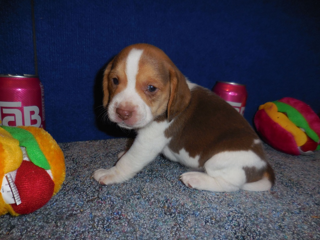Miniature-Pocket-Beagle-Picture