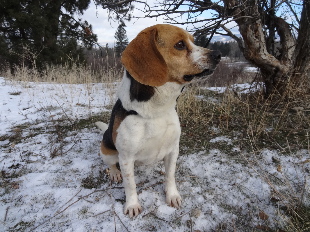 Pure Bred Miniature Pocket Beagle Sire Father Dad Full Grown Male