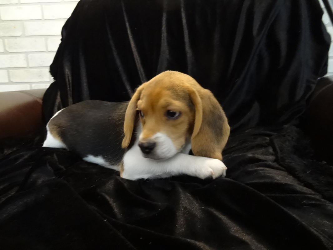 New Litter Pocket Beagle Puppies ~ Born 5-6-13 - Tiny ...