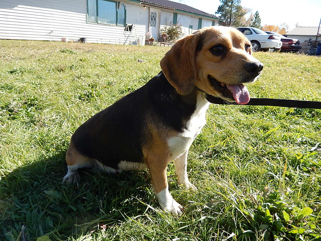 Well Marked Pure Bred Miniature Beagle Damn Mother Mon 