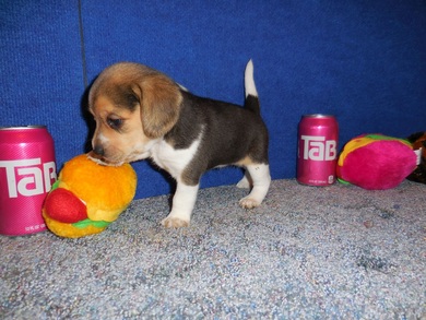 Mini-Pure Bred-Pocket-Beagle-Puppy-Pictures