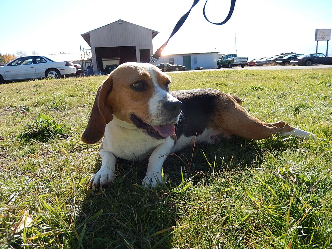 Well Marked Pure Bred Miniature Beagle Damn Mother Mon 