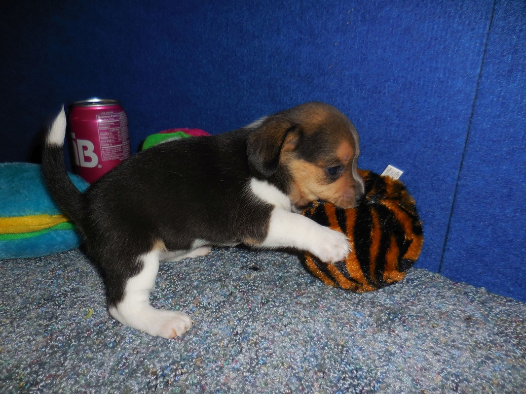 Miniature-Pocket-Beagle-Picture