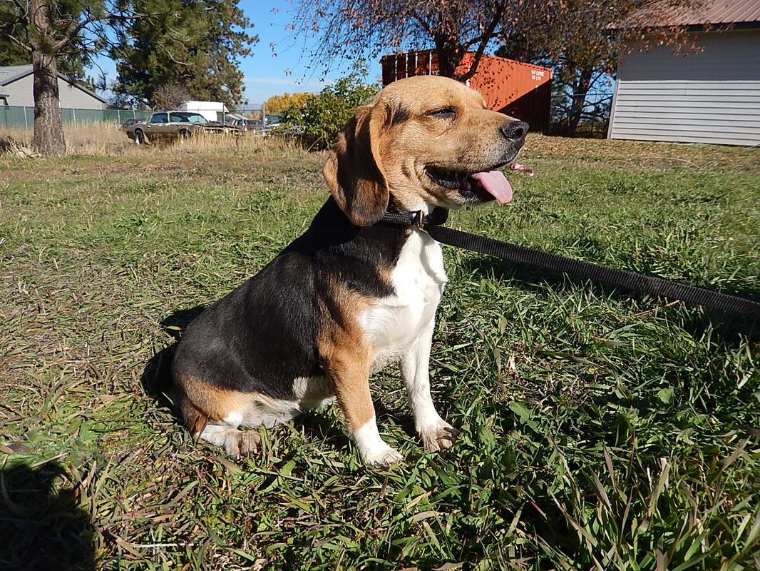 Home Grown Pocket Beagles Goldenacresdogs Com