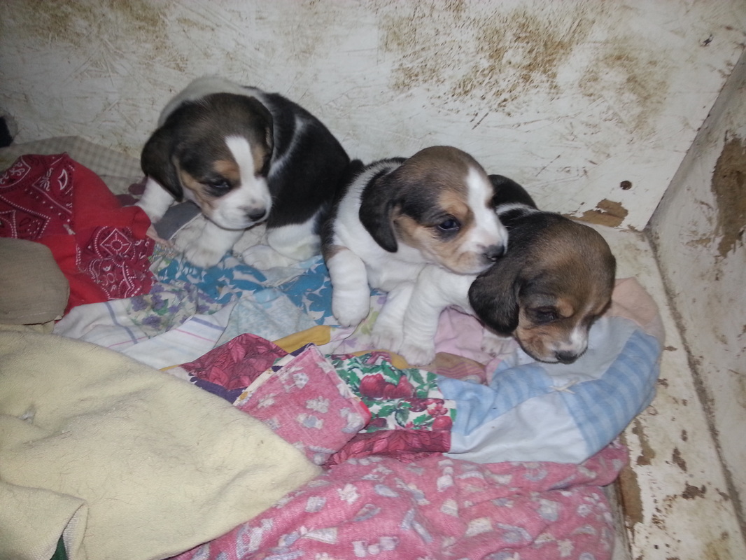 Mini-Pure Bred-Beagle-Puppy-Pictures