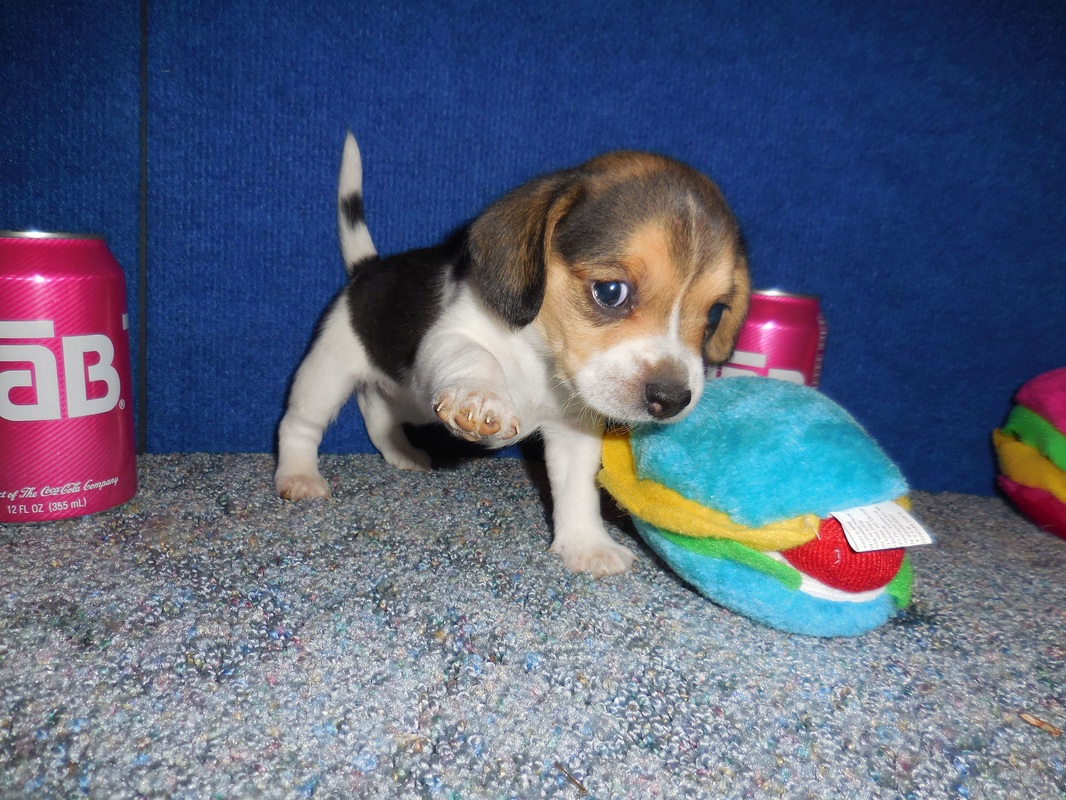Miniature-Pocket-Beagle-Pet-Picture