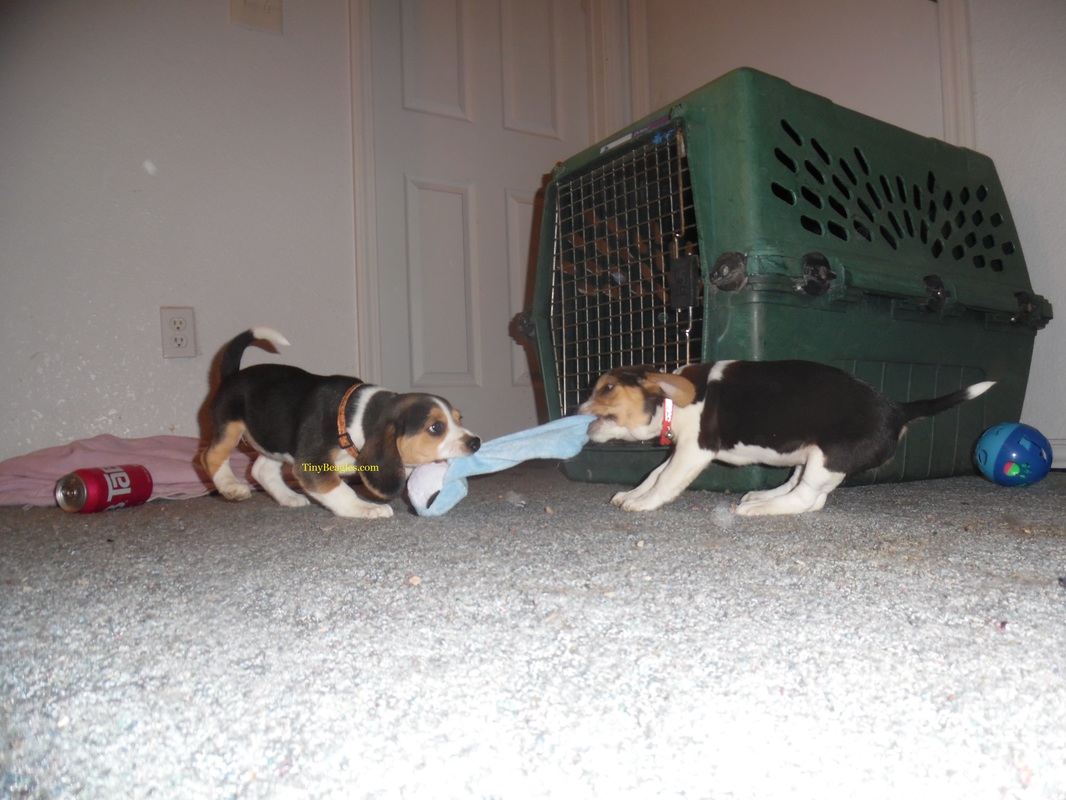 Mini Beagle Puppies Cute Picture