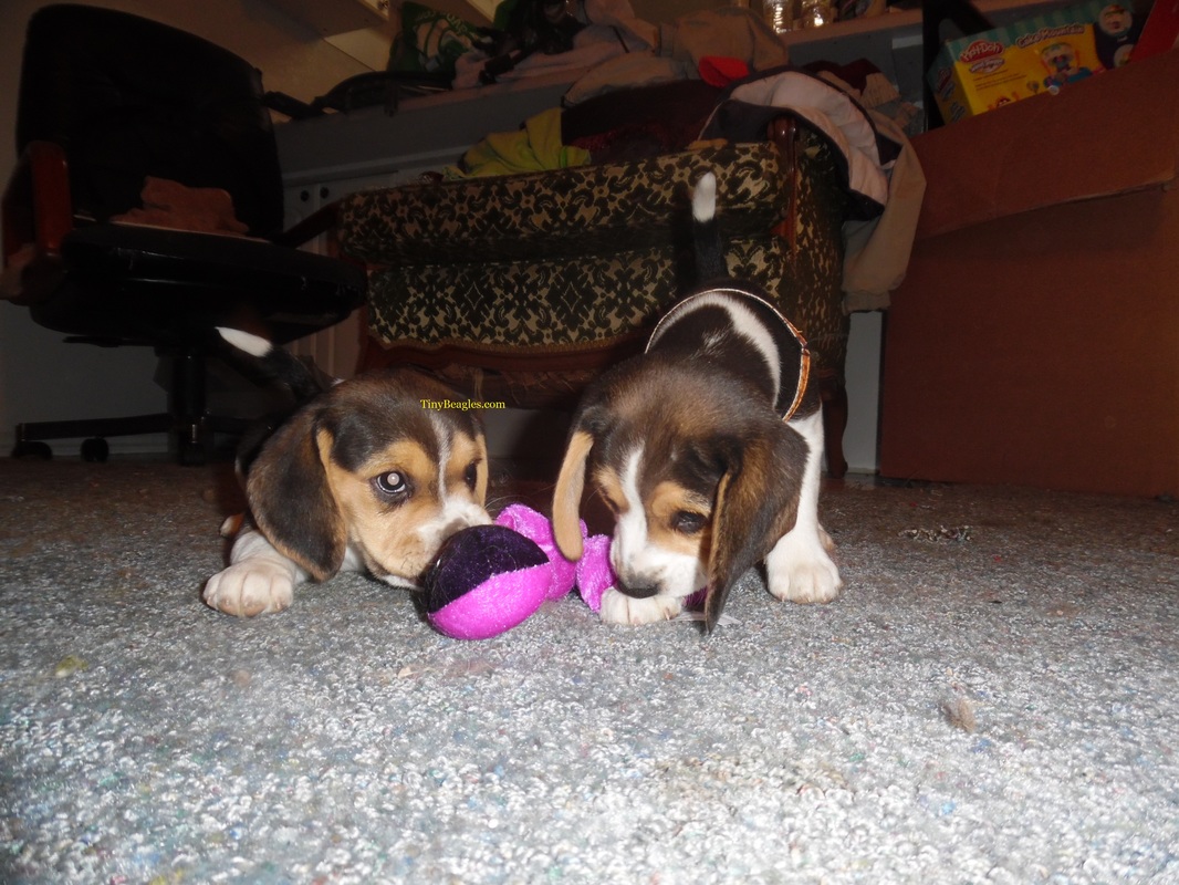 Toy Beagle Puppy Picture