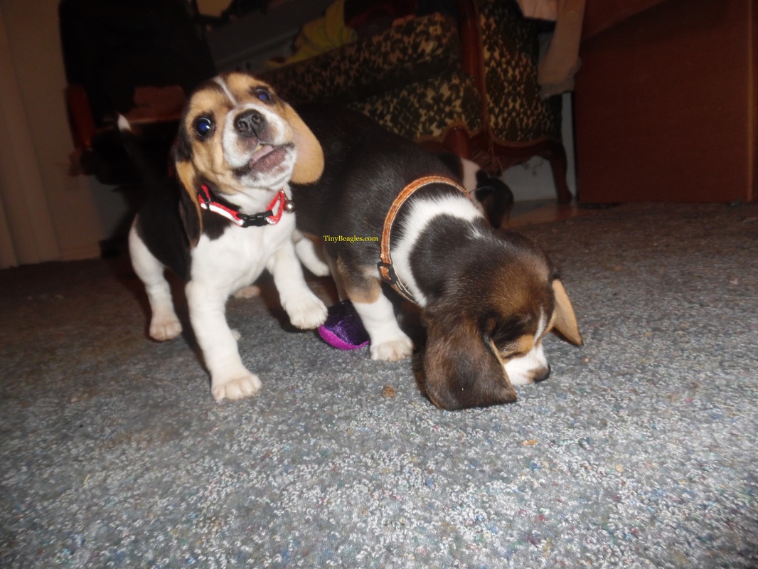 Cute Funny Beagle Puppy Picture
