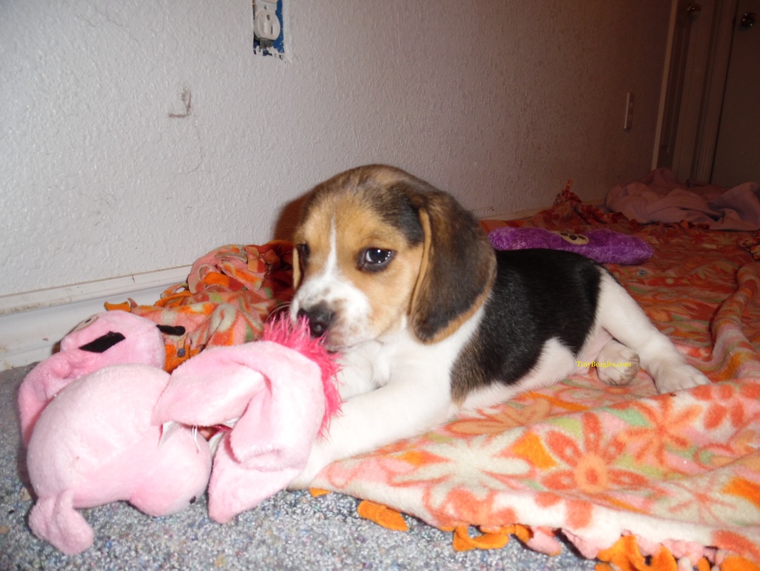 Tiny Cute Beagle Puppy Picture