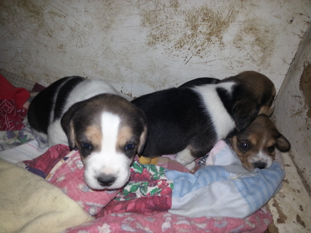 Pure-Bred-Beagles-Pocket-Puppies-Picture