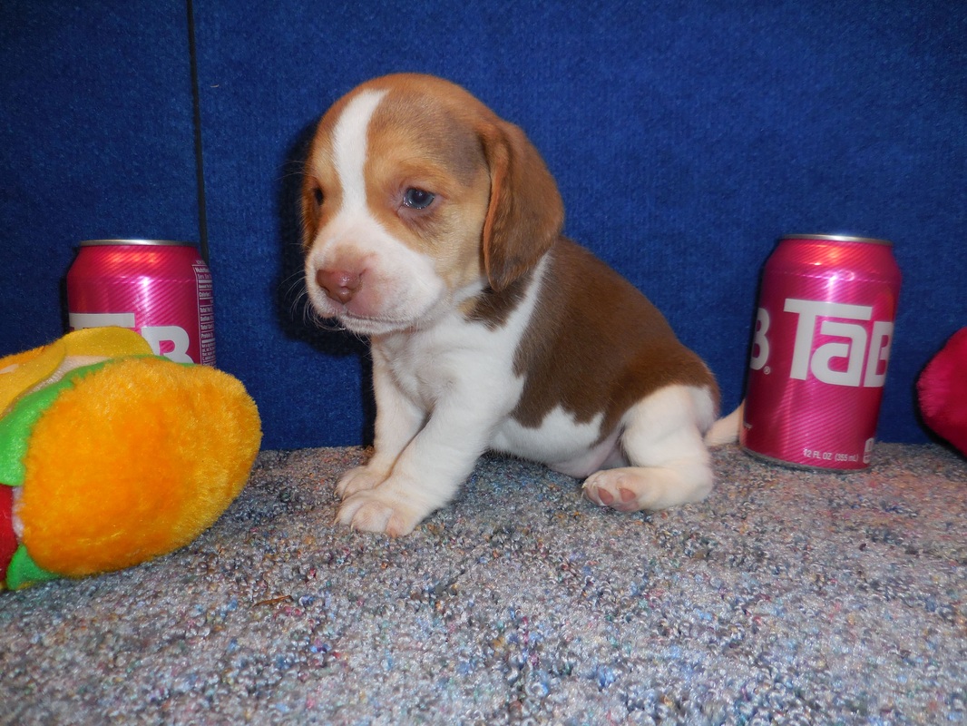 Tiny-Miniature-Pocket-Beagle-Pet-Picture
