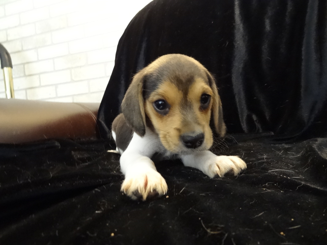 Mini-Beagles-Puppy-Pictures
