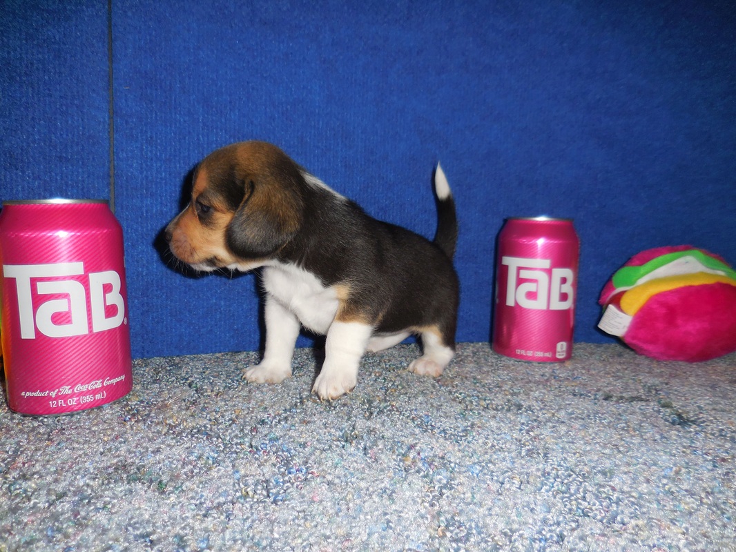 Mini-Beagle-Puppy-Picture