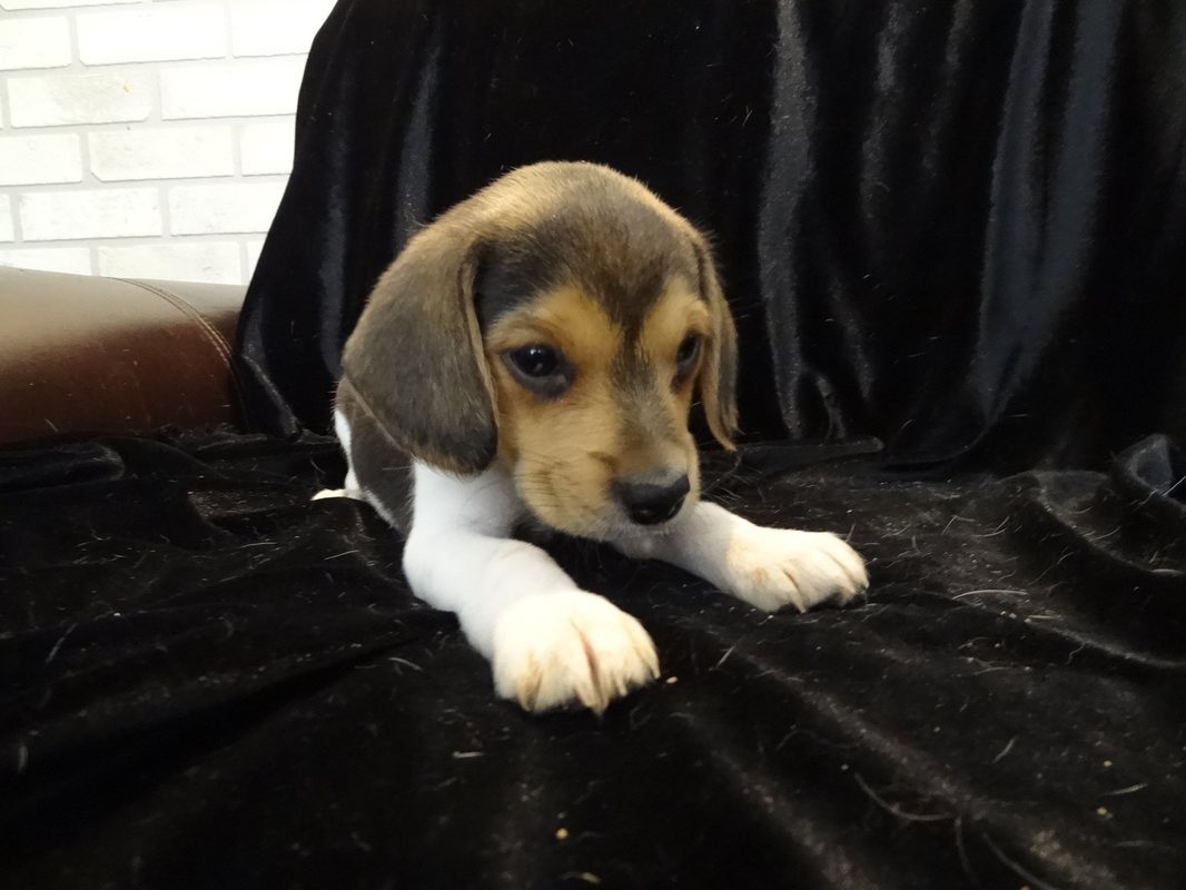 Miniature-Pure Bred-Pocket-Beagle-Puppy-Pictures