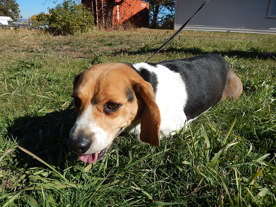 Pure-Bred-Miniature-Pocket-Beagle-Sire-Father-Dad-Full-Grown-Male