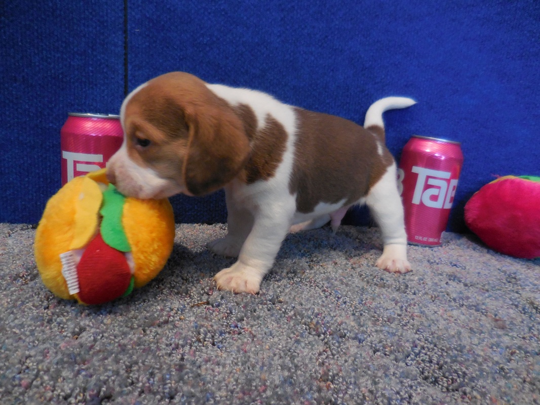 Mini-Beagle-Puppy-Picture