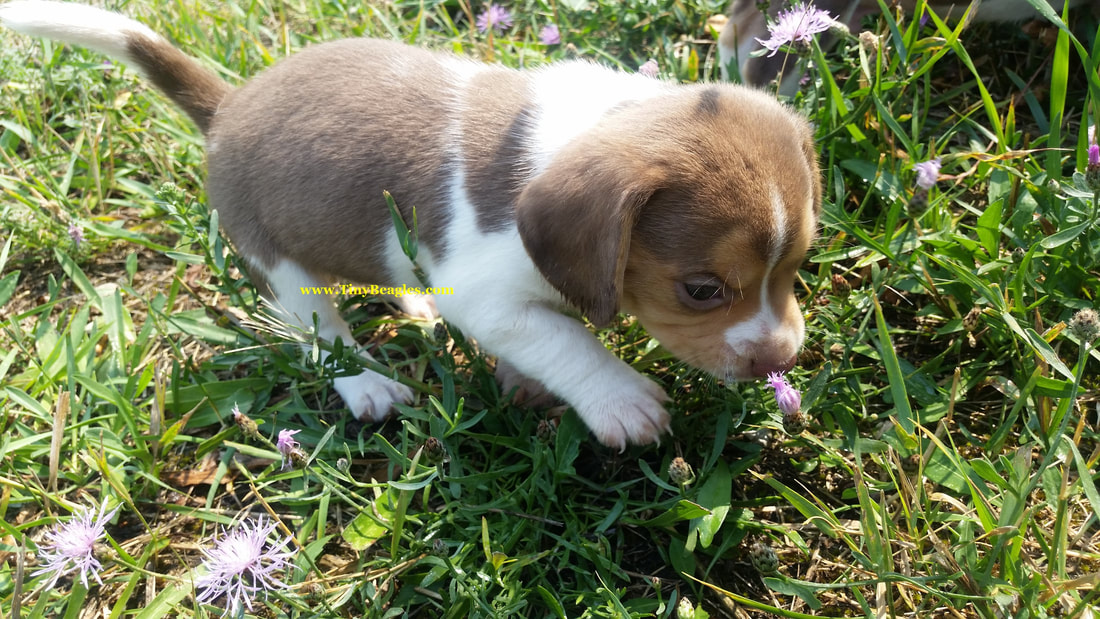 Tiny Female Pocket Beagle Puppy Picture