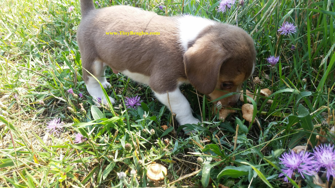Cute Tiny Pocket Beagle Puppy Picture