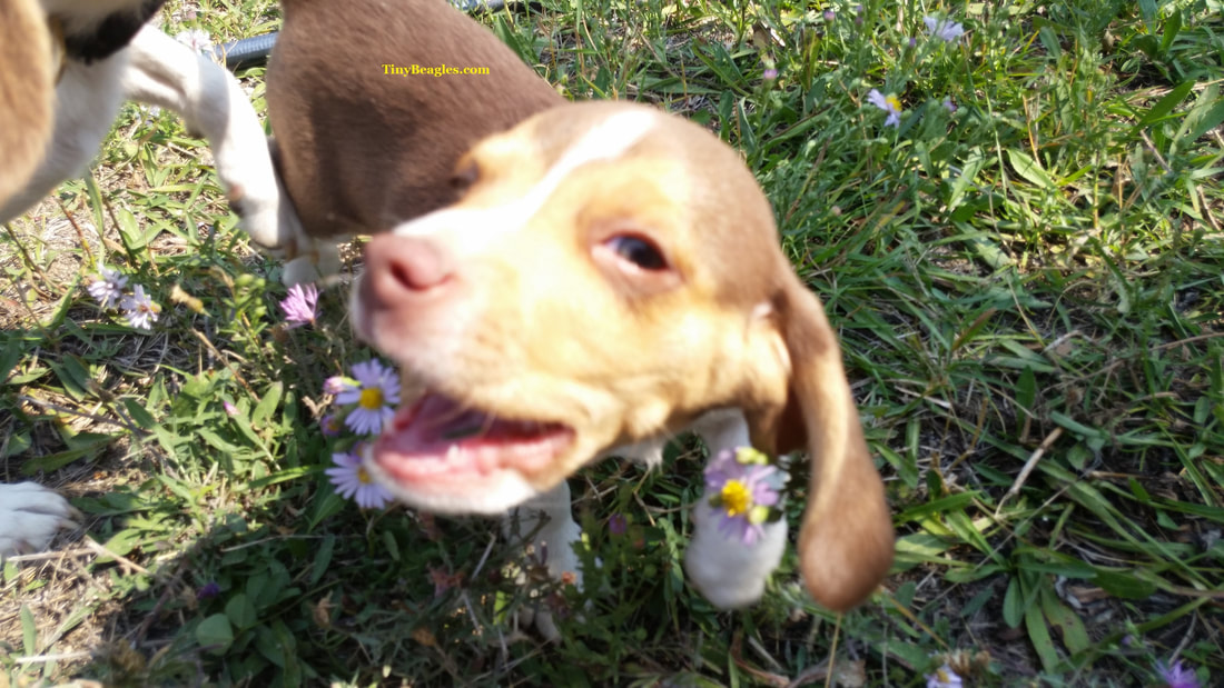 Mini Beagle Puppy Picture