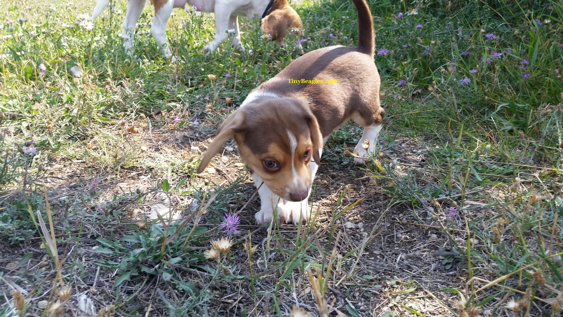 Tiny Male Pocket Beagle Puppy Picture