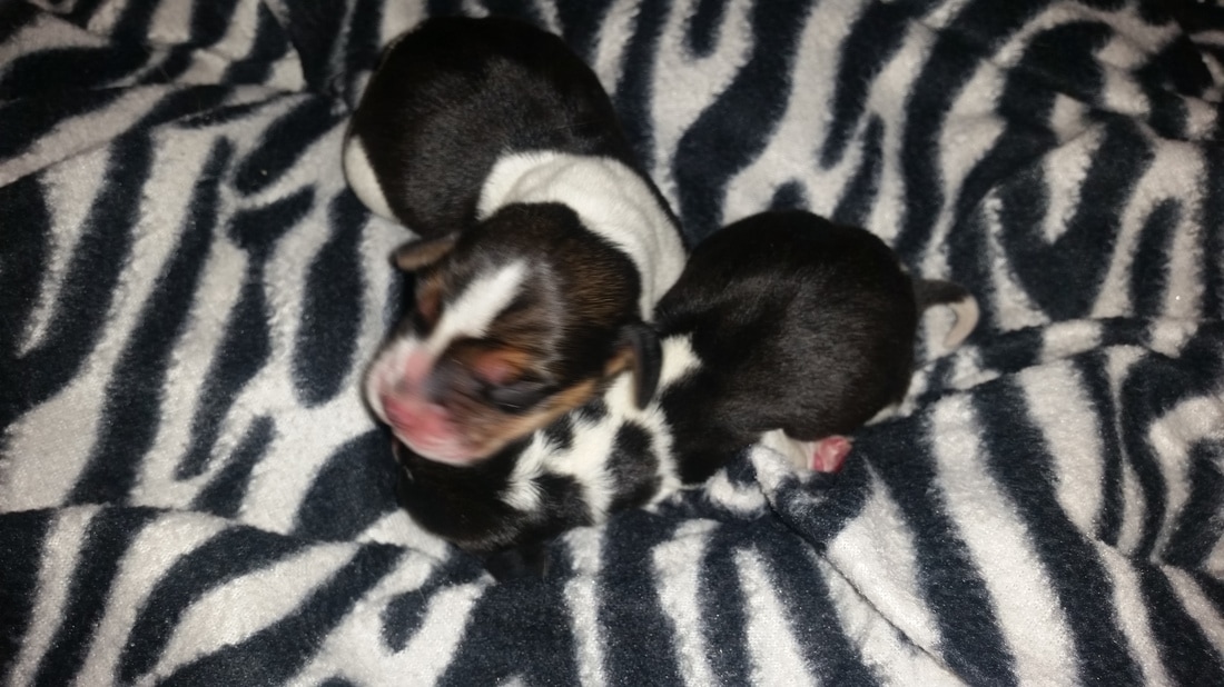 Mini Pocket Beagle Puppies Picture